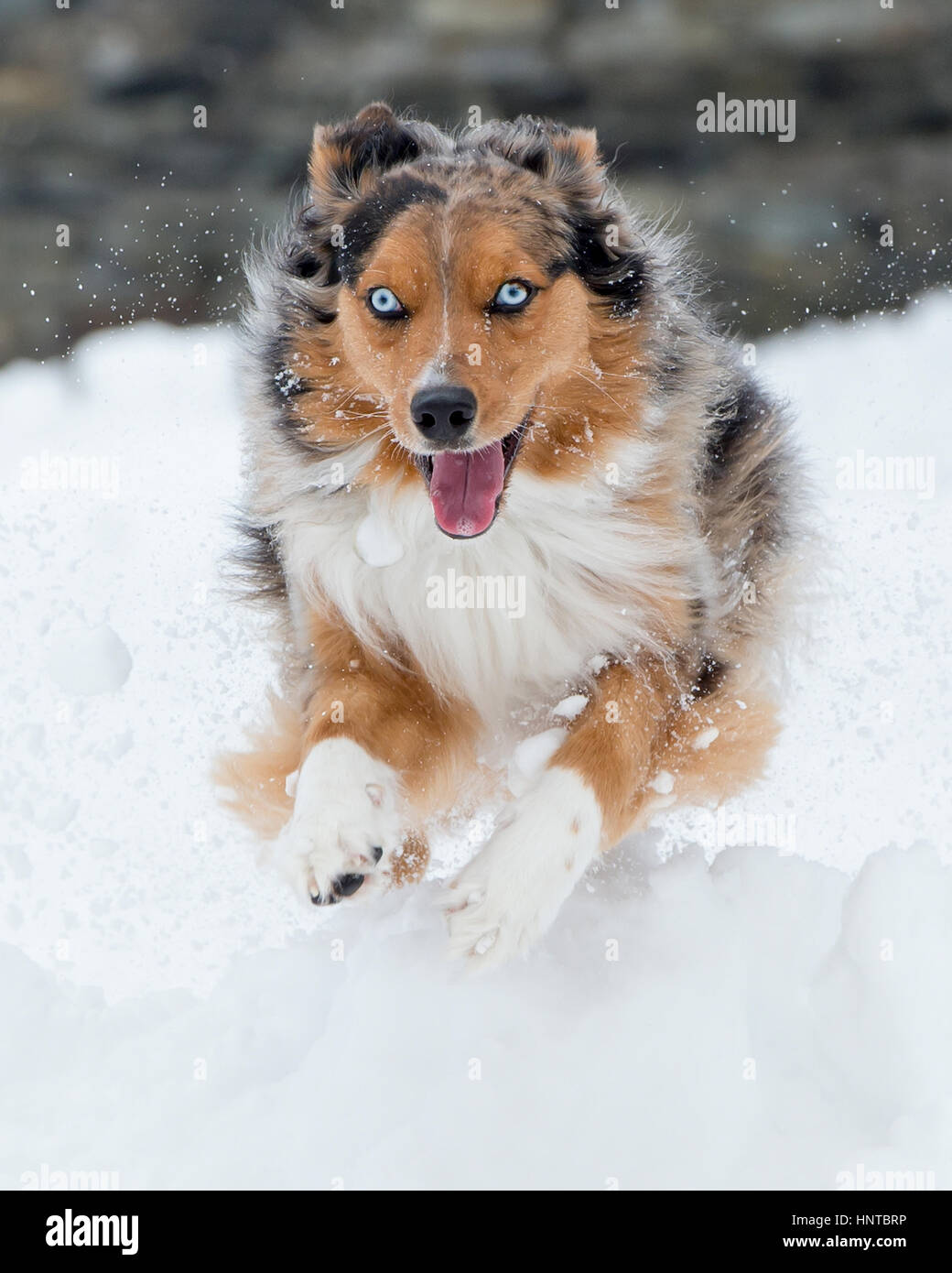 tri color toy aussie