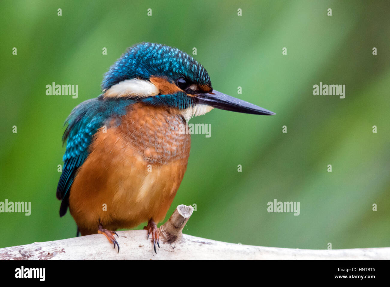 Europinian kingfisher hires stock photography and images Alamy