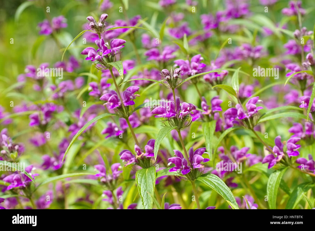 Wind-Brandkraut, Phlomis herba-venti - Phlomis herba-venti, a purple wildflower Stock Photo