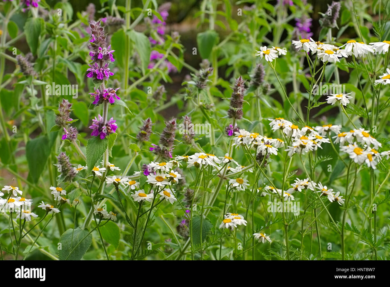 Xylanthemum tianschanicum und Stachys persica - Xylanthemum tianschanicum and Stachys persica, small wildflowers Stock Photo