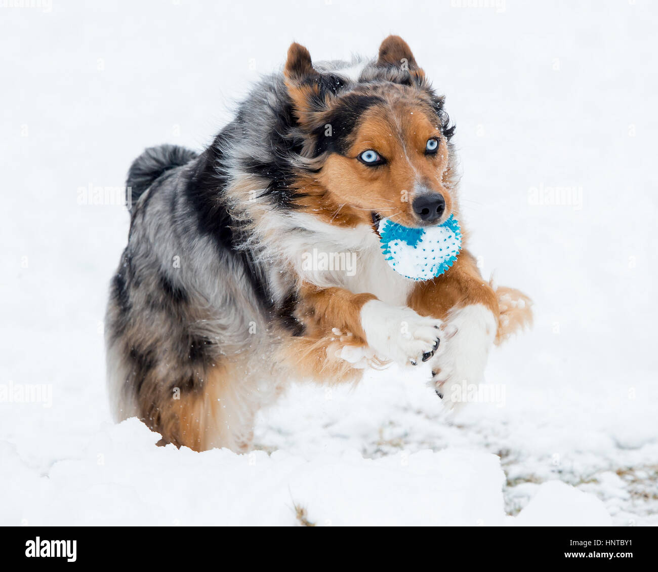 Tri color toy top aussie