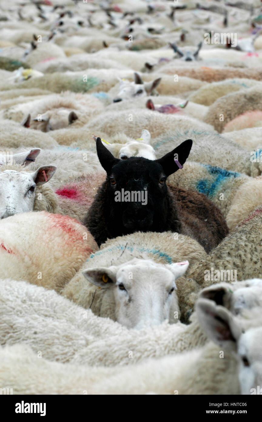 Black sheep in a flock of white ones. Cumbria. Stock Photo