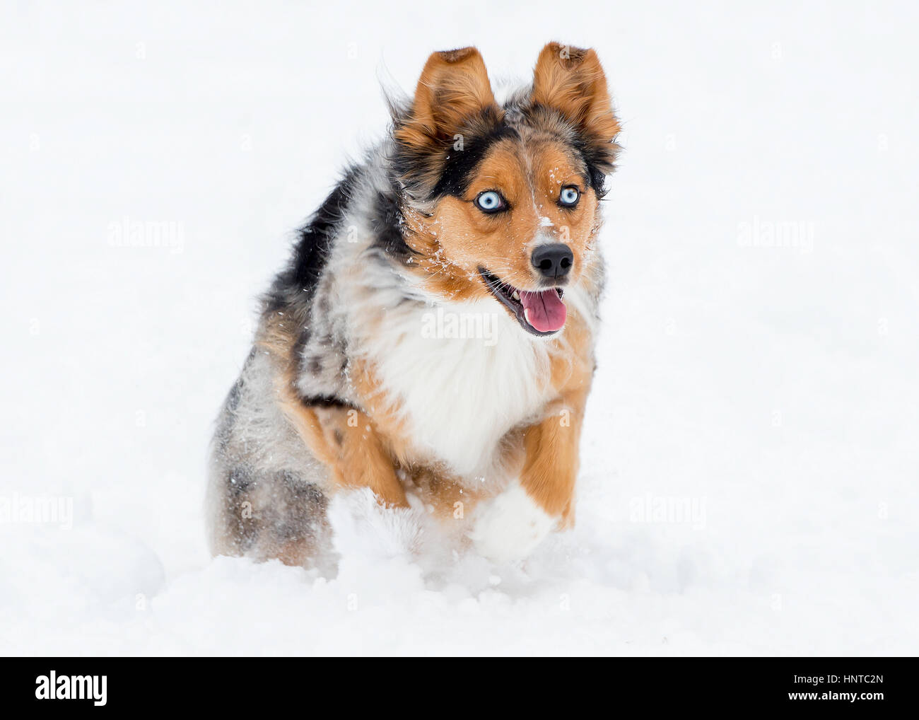 Stunning tri-color blue eyed Australian Shepard Shepherd Aussie dog running, frolicking, playing, leaping mid air in the snow Stock Photo