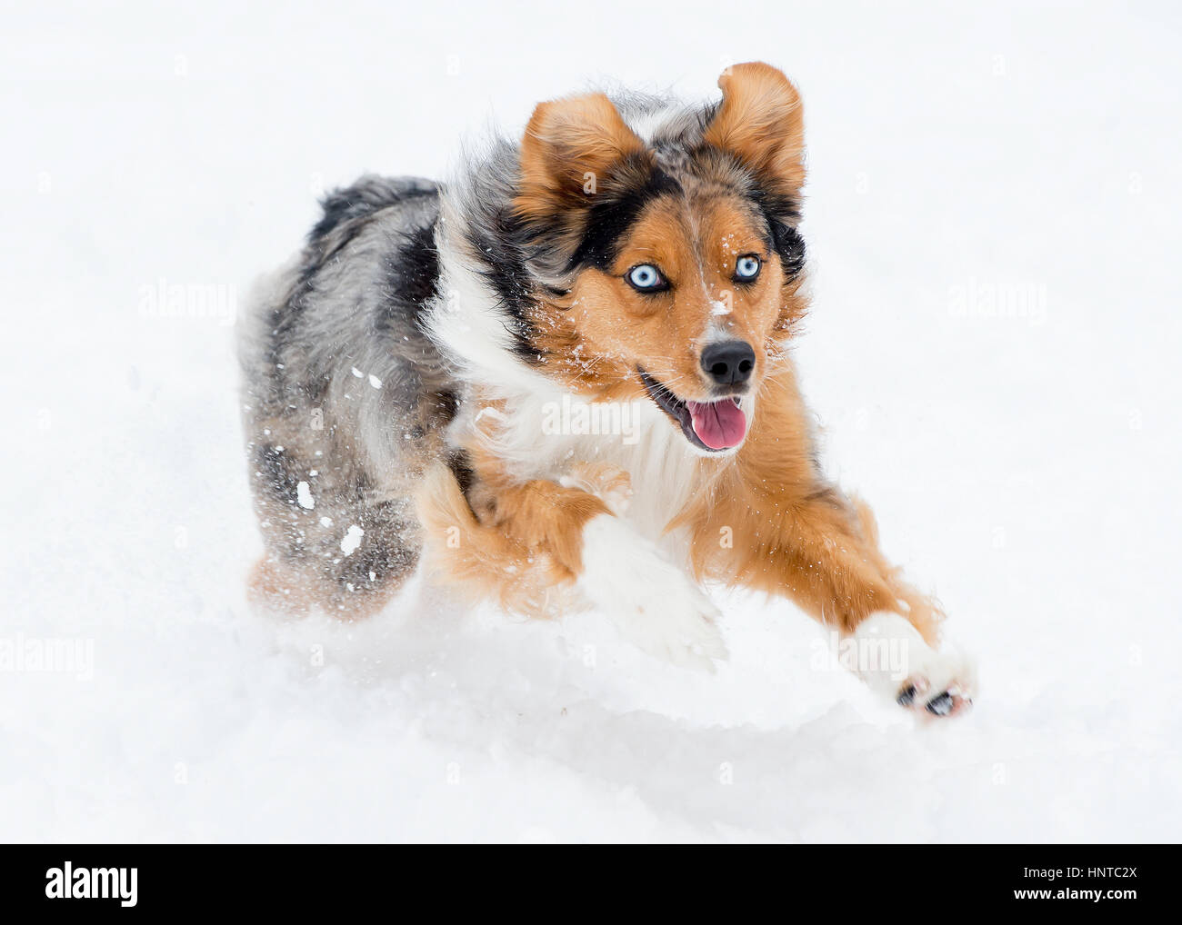 Stunning tri-color blue eyed Australian Shepard Shepherd Aussie dog running, frolicking, playing, leaping mid air in the snow Stock Photo