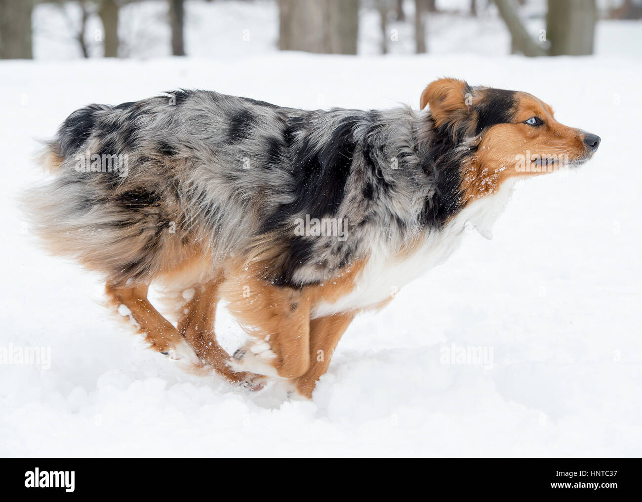 Stunning tri-color blue eyed Australian Shepard Shepherd Aussie dog running, frolicking, playing, leaping mid air in the snow Stock Photo