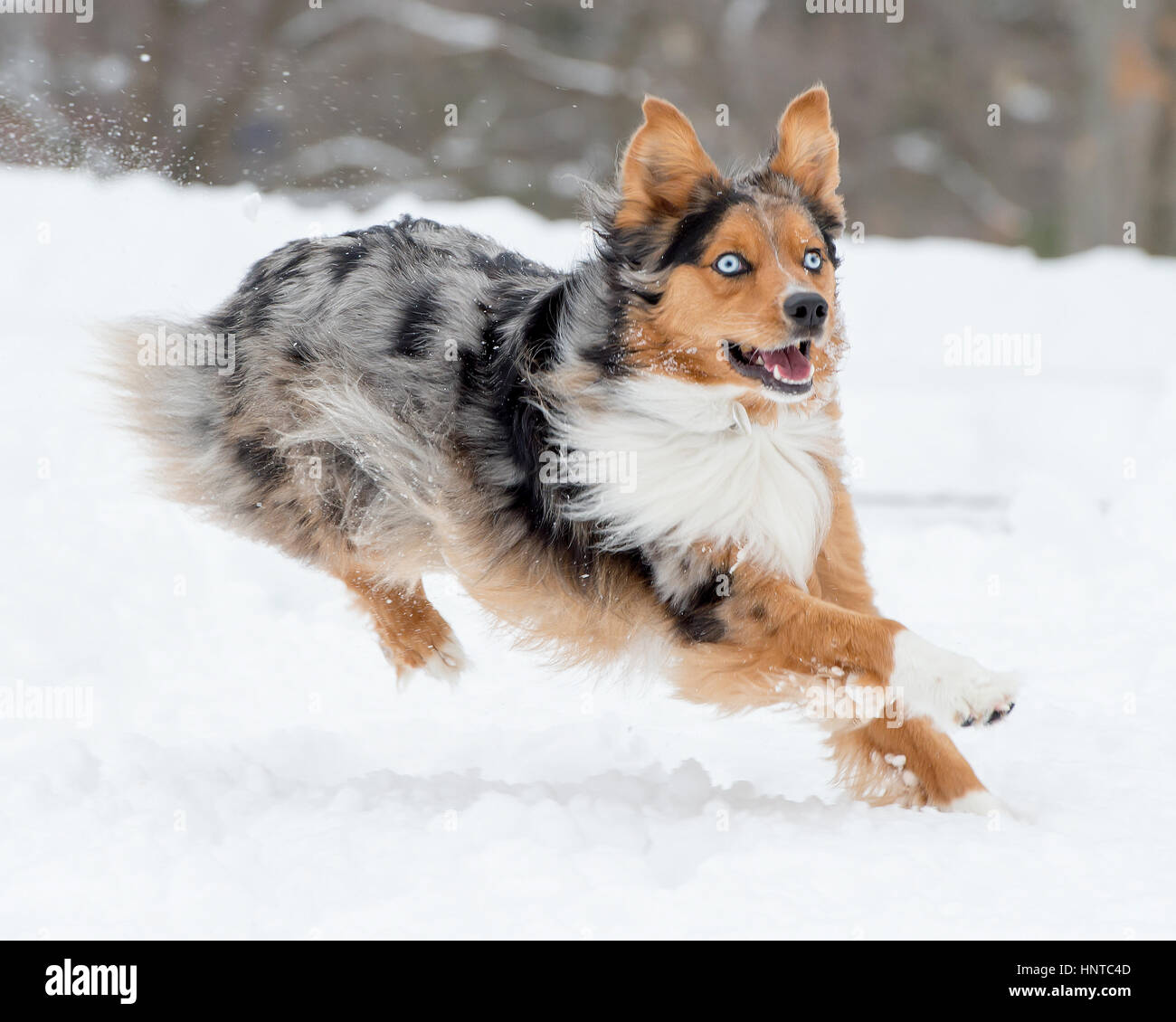 Stunning tri-color blue eyed Australian Shepard Shepherd Aussie dog running, frolicking, playing, leaping mid air in the snow Stock Photo
