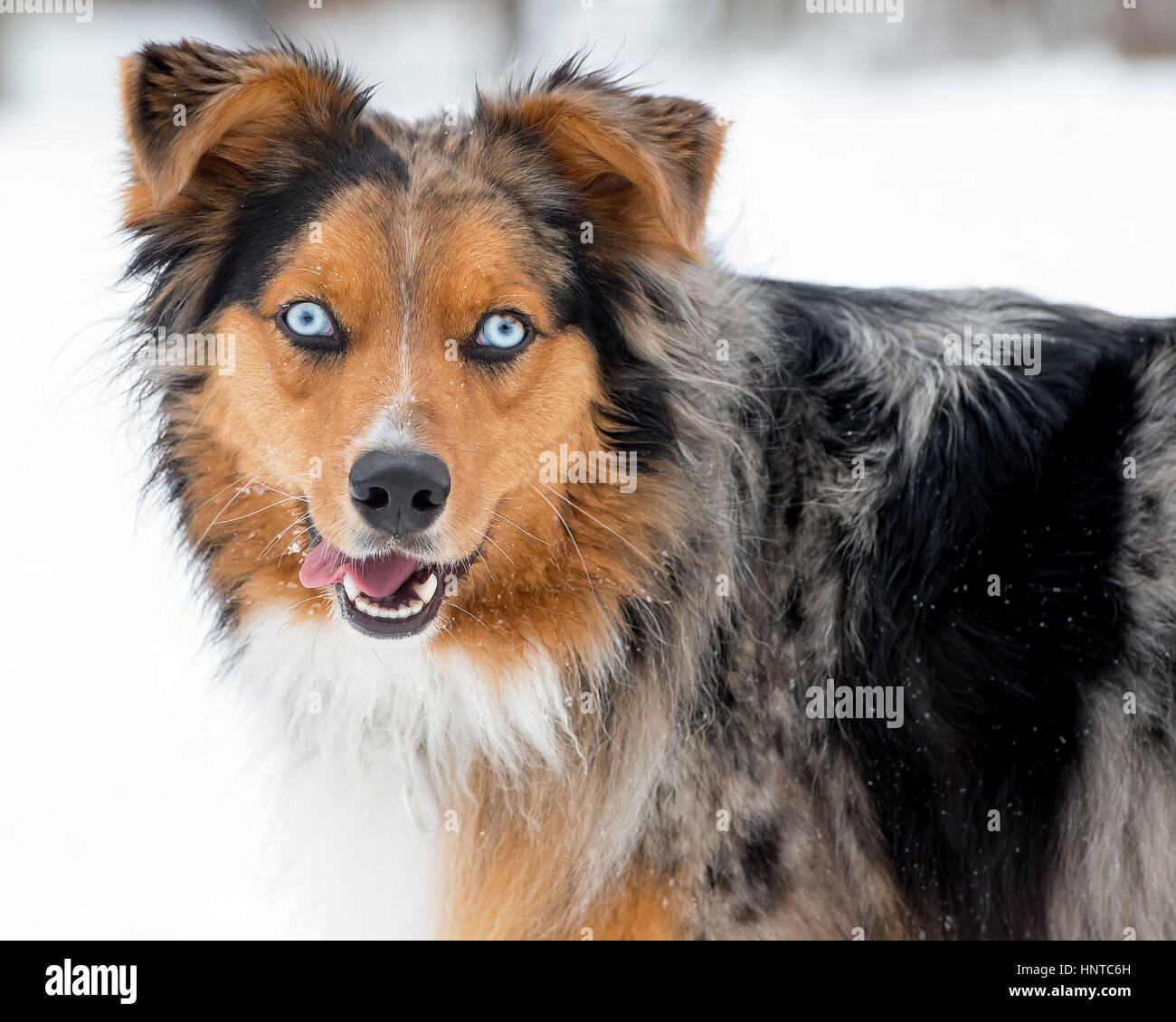 Stunning tri-color blue eyed  blue eyes Australian Shepard Shepherd Aussie dog close up portrait headshot Stock Photo