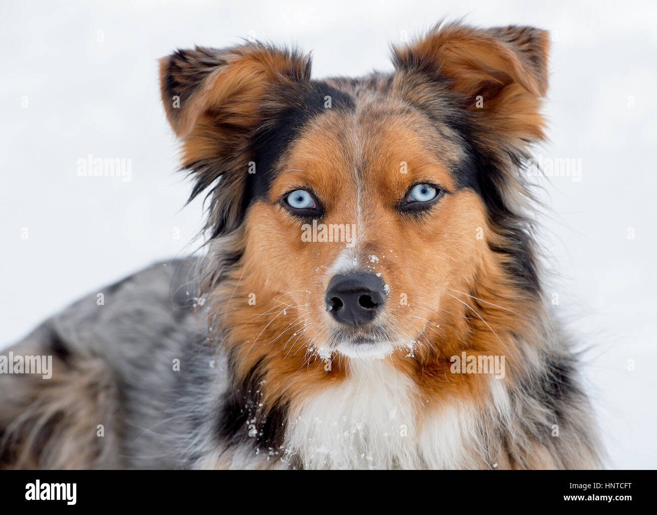 Stunning tri-color blue eyed  blue eyes Australian Shepard Shepherd Aussie dog close up portrait headshot Stock Photo