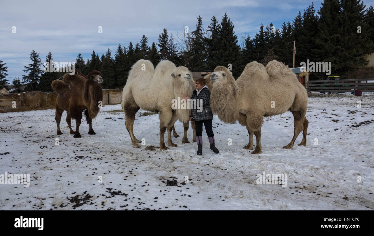 January in Alberta, RED deer, Canada .Camels and horses on the farm Stock Photo