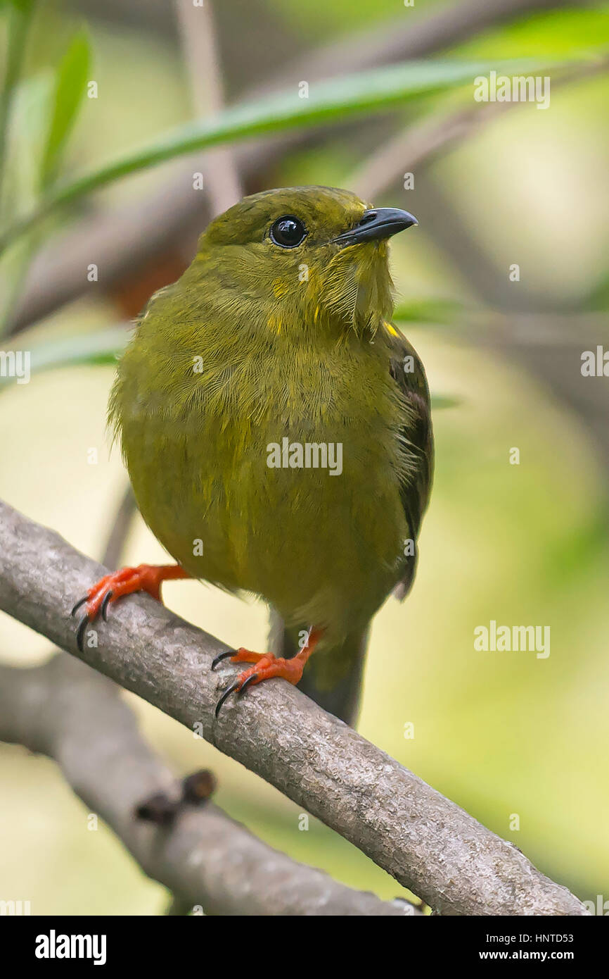 Golden-collared Manakin (Manacus vitellinus) female, Cali, Colombia, Valle del Cauca Stock Photo