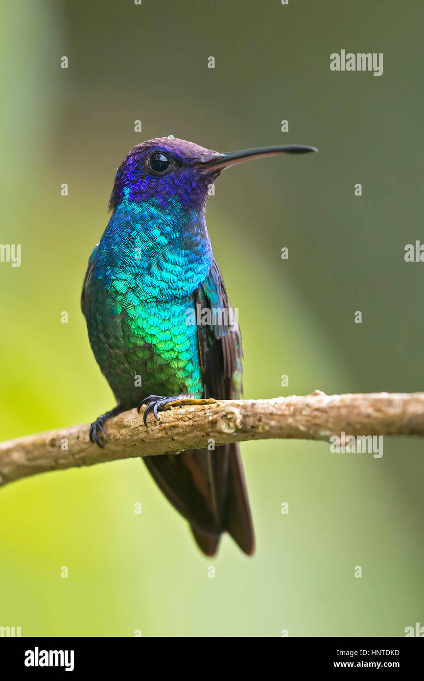 Golden-tailed Sapphire (Chrysuronia oenone), wildsumaco, Ecuador Stock Photo