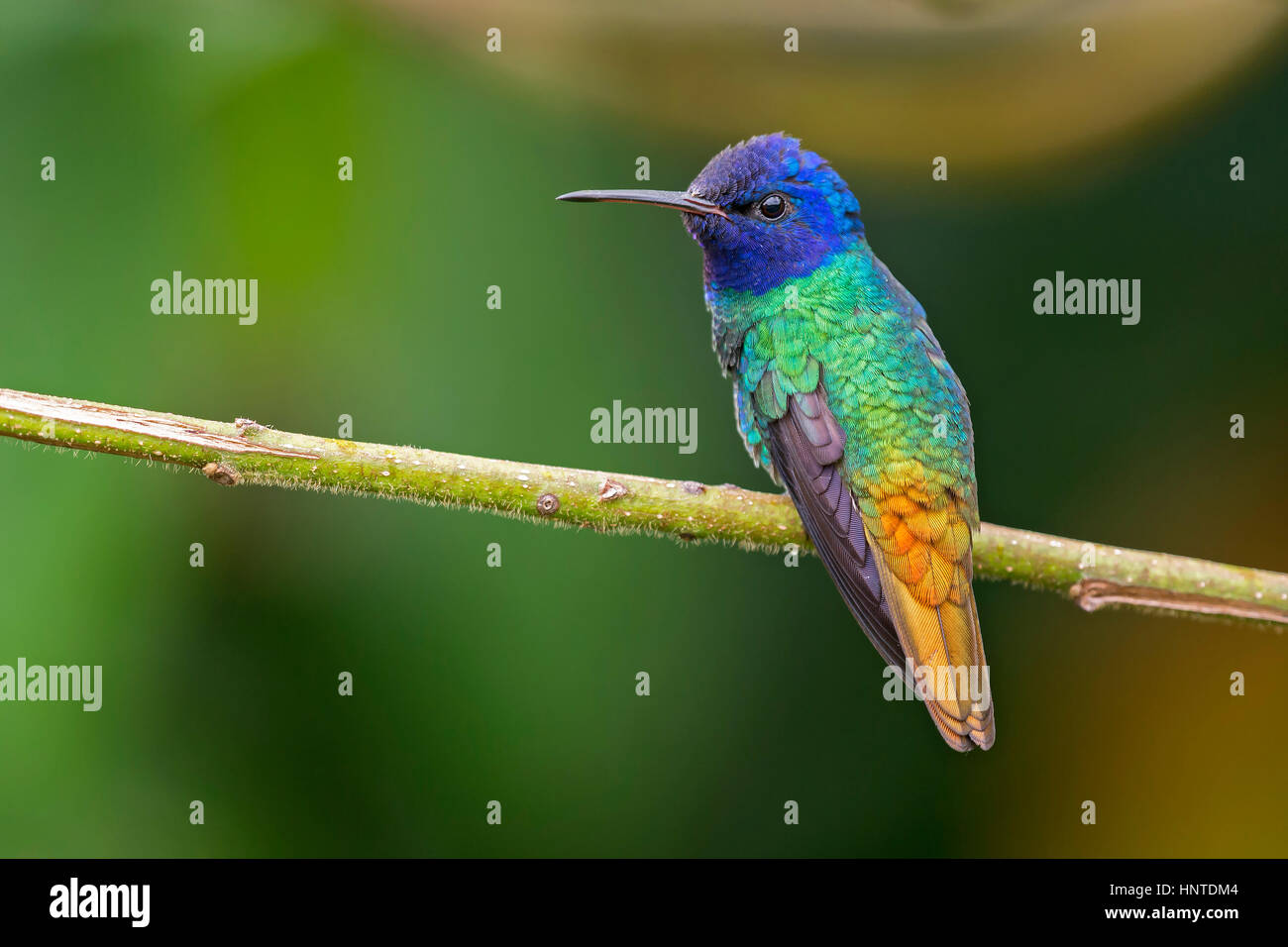 Golden-tailed Sapphire (Chrysuronia oenone), wildsumaco, Ecuador Stock Photo