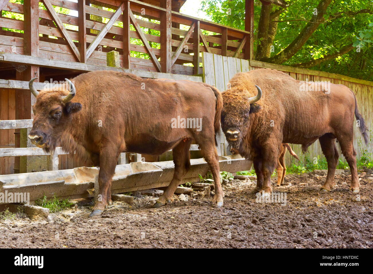 Bison breeding farm in Wolisko Village, Masuria, Poland, Europe Stock Photo
