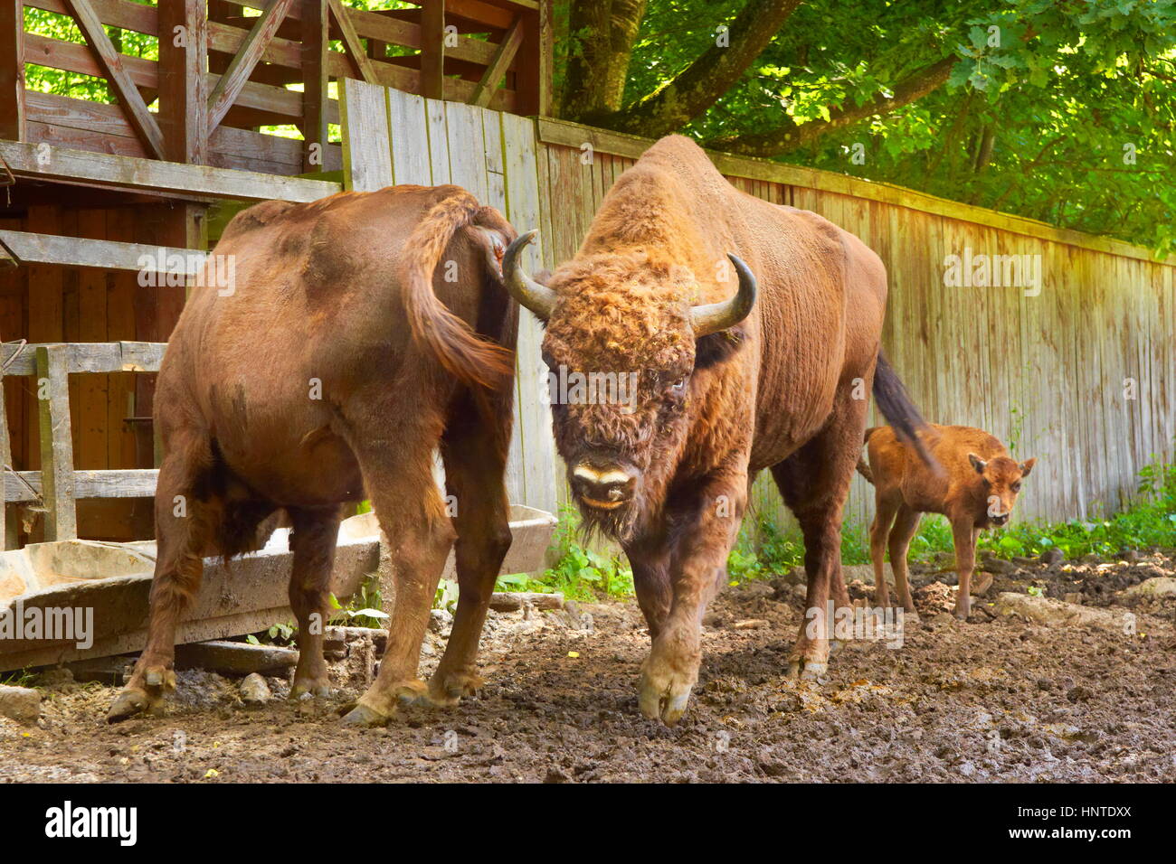 Bison breeding farm in Wolisko Village, Masuria, Poland, Europe Stock Photo
