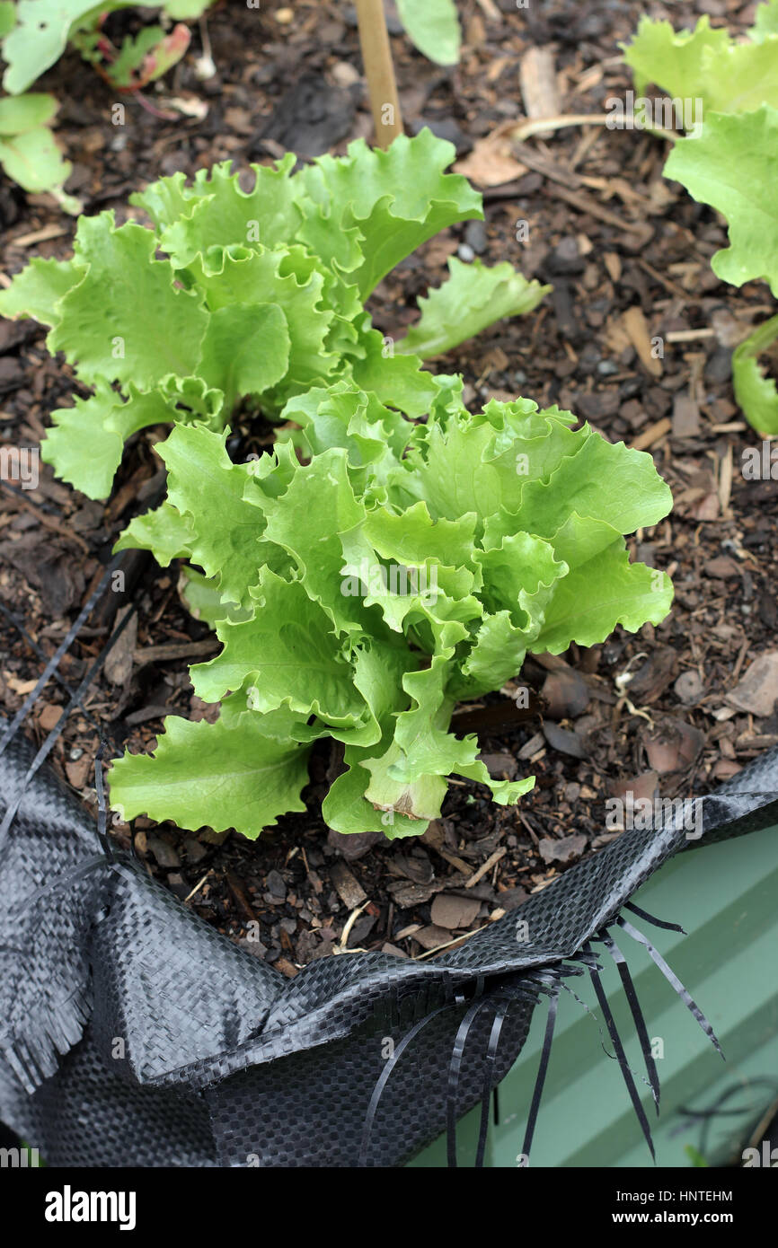Homegrown Iceberg Lettuce  or also known as Lactuca sativa Stock Photo
