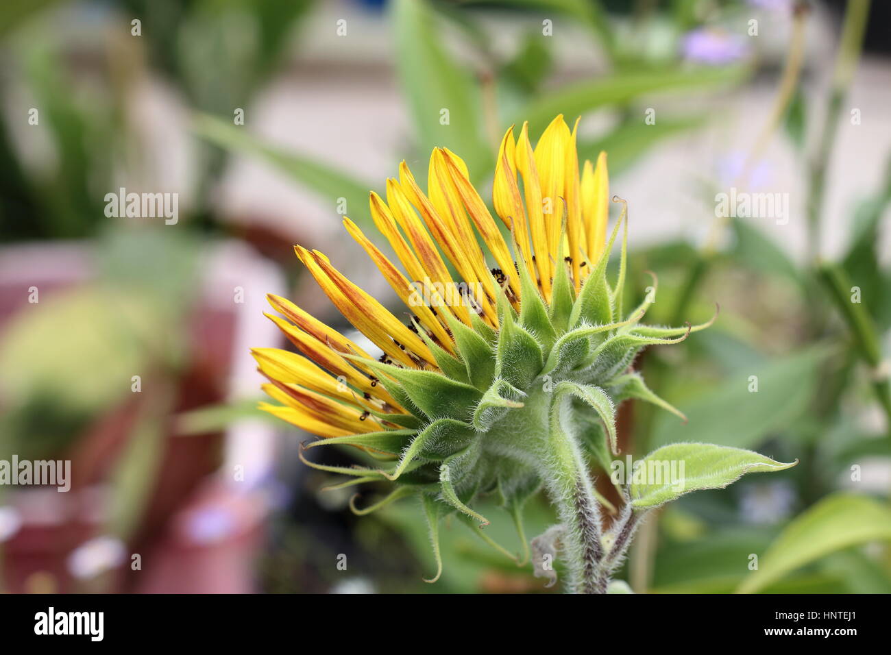 Blooming Royal Velvet sunflower  - back view Stock Photo