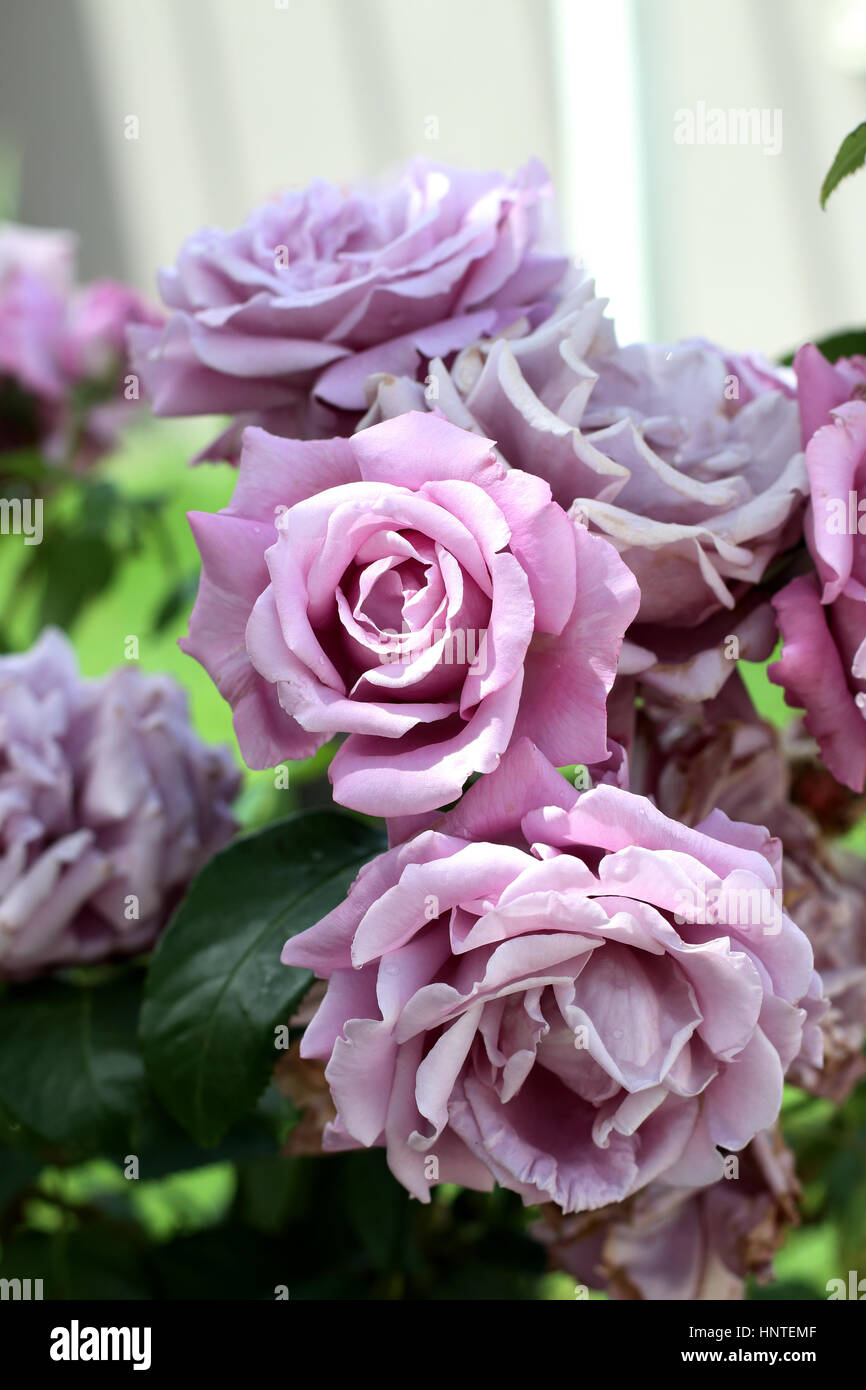 Blossoming Charles de Gaulle roses - HYBRID TEA ROSE Stock Photo