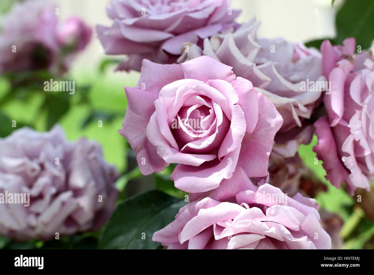 Blossoming Charles de Gaulle roses - HYBRID TEA ROSE Stock Photo