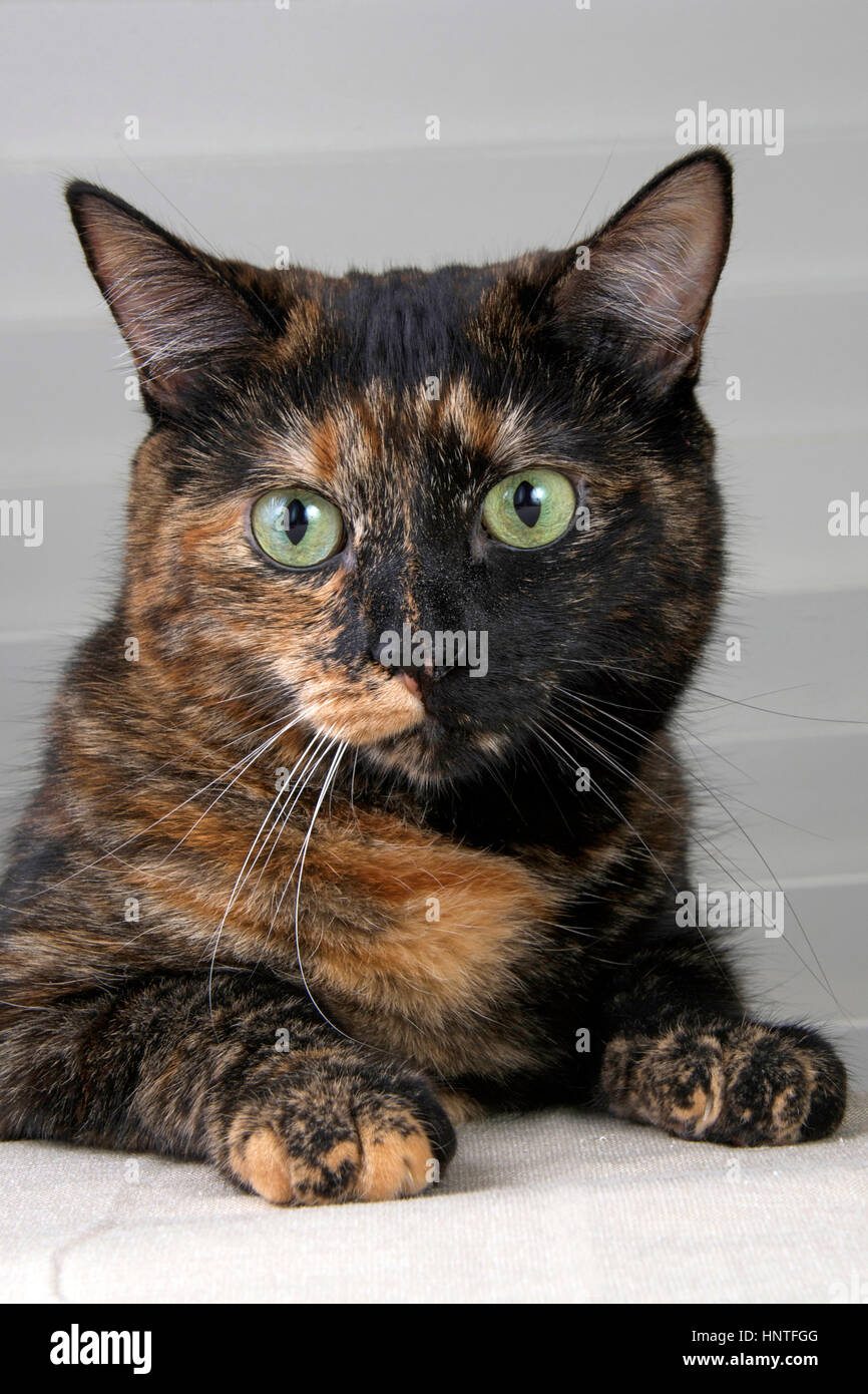 Tortoiseshell Tabby Cat sitting with paws on the table, waiting for food Stock Photo