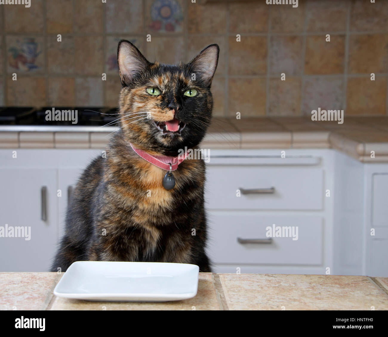 Tortoiseshell or Tortie Tabby cat sitting at the counter with an empty plate waiting for food. Mouth open looks like talking. Stock Photo