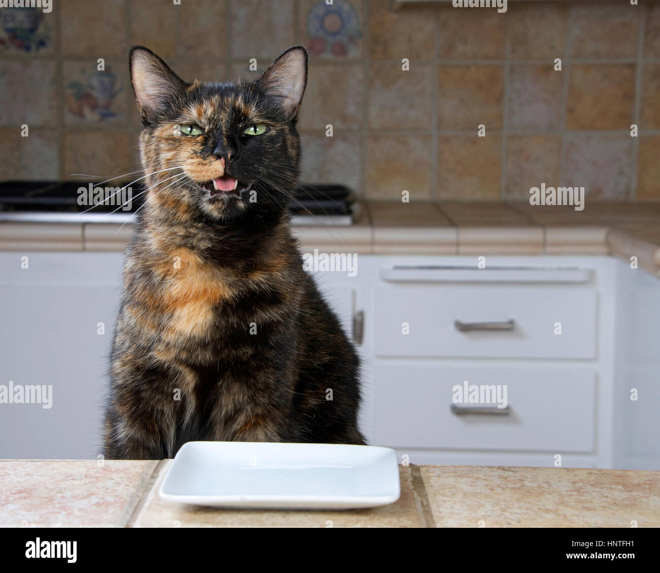 Tortoiseshell or Tortie Tabby cat sitting at the counter with an empty plate waiting for food. Mouth open looks like talking. Stock Photo