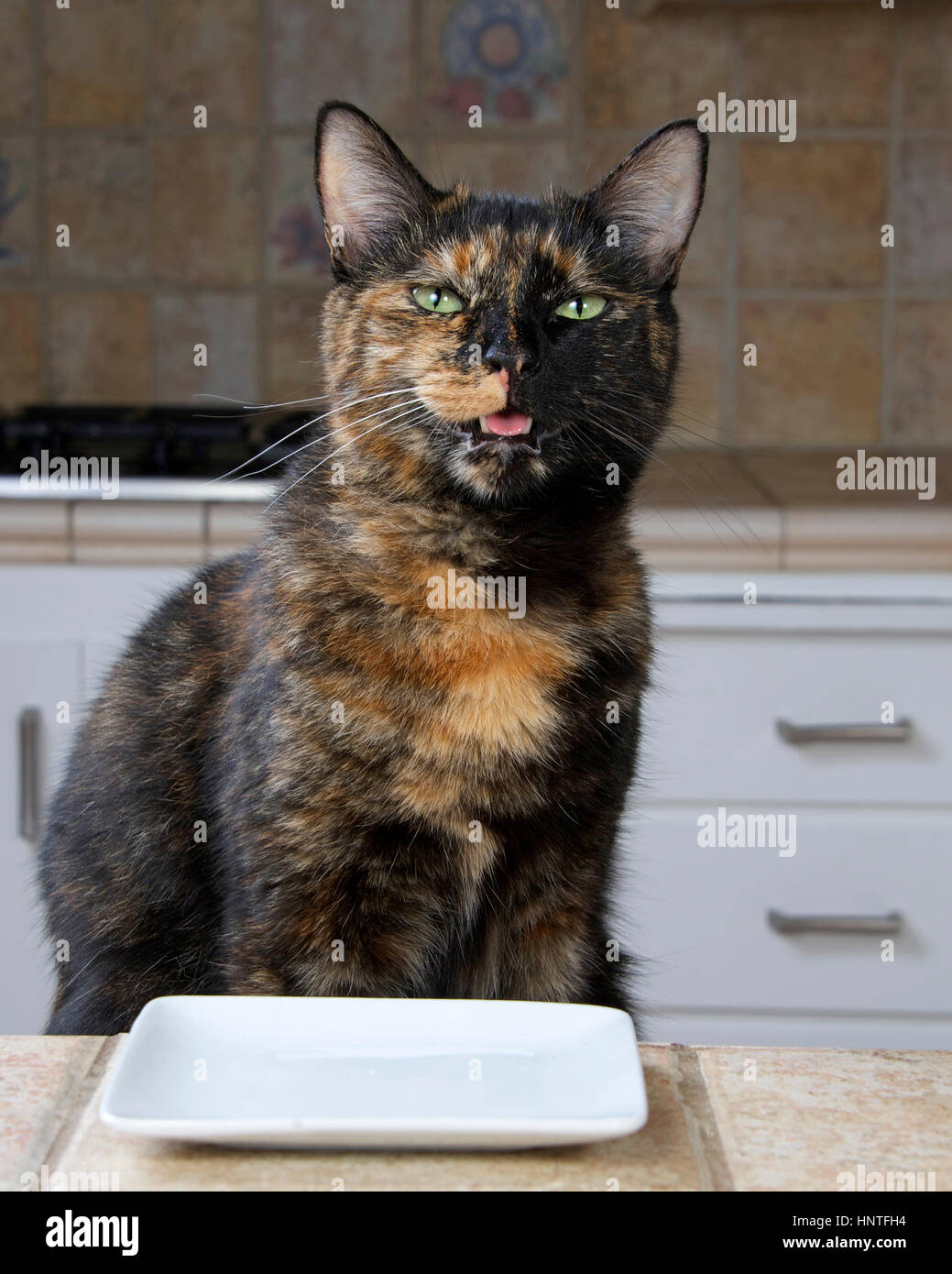 Tortoiseshell or Tortie Tabby cat sitting at the counter with an empty plate waiting for food. Mouth open looks like talking. Stock Photo