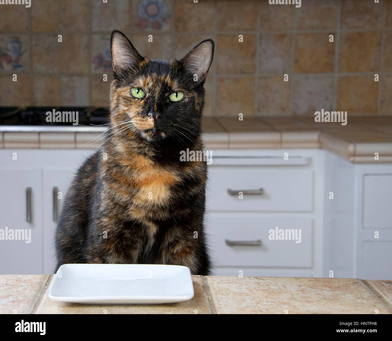 Tortoiseshell or Tortie Tabby cat sitting at the counter with an empty plate waiting for food. Mouth open looks like talking. Stock Photo