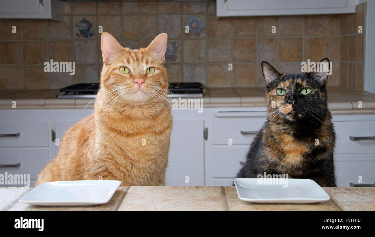 Male Tabby cat and Female Tortoiseshell or Tortie Tabby cat sitting at the counter with an empty plate waiting for food. Looking at viewer Stock Photo