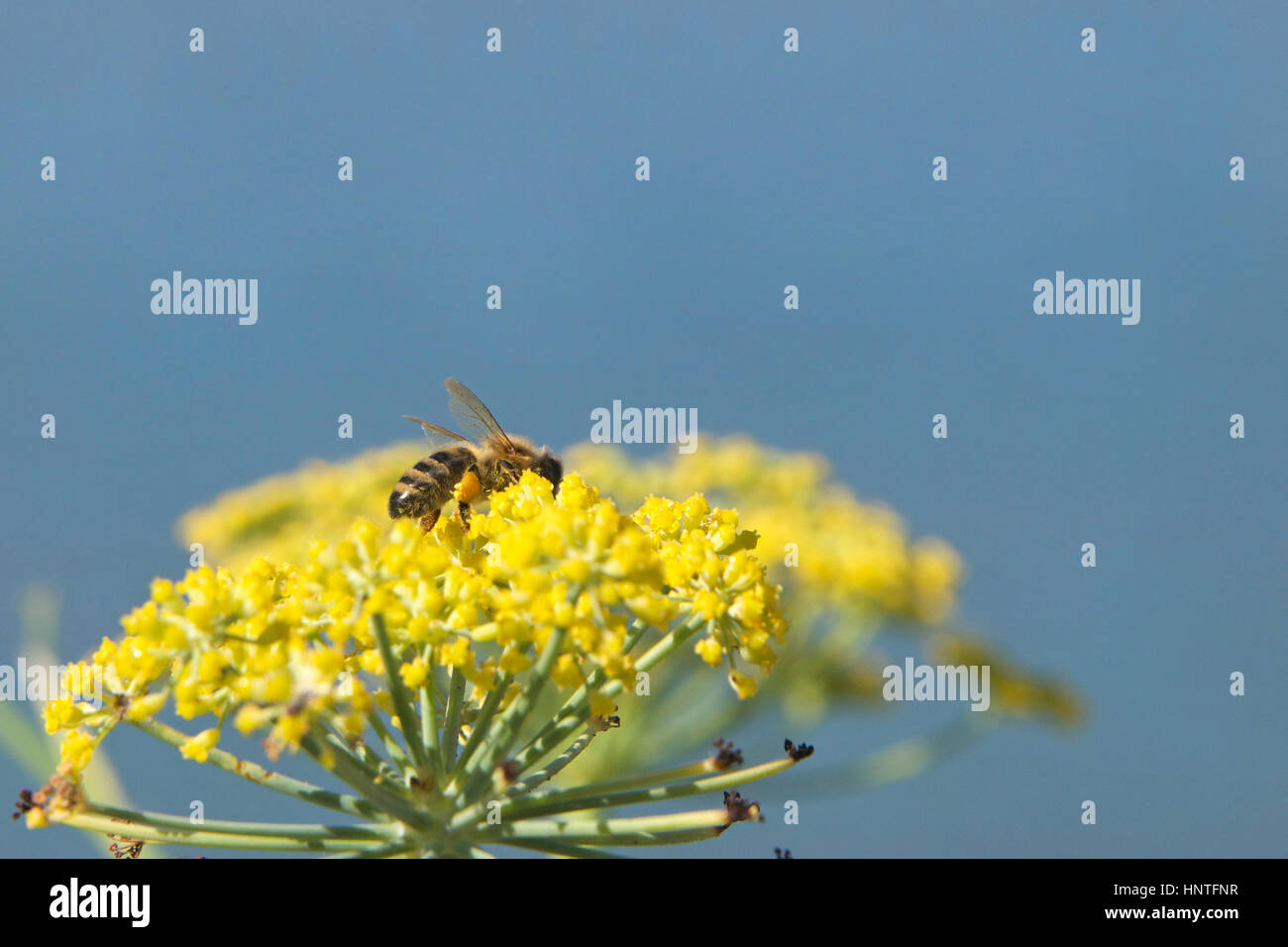 Bee on yellow flowers collecting pollen. Most crops grown for their