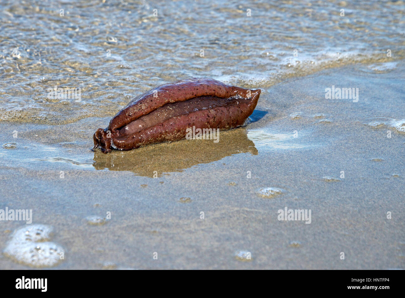 The life cycle of a sea hare is about one year. After they lay eggs, they die. So many washed up on the shores of San Francisco this year, people call Stock Photo