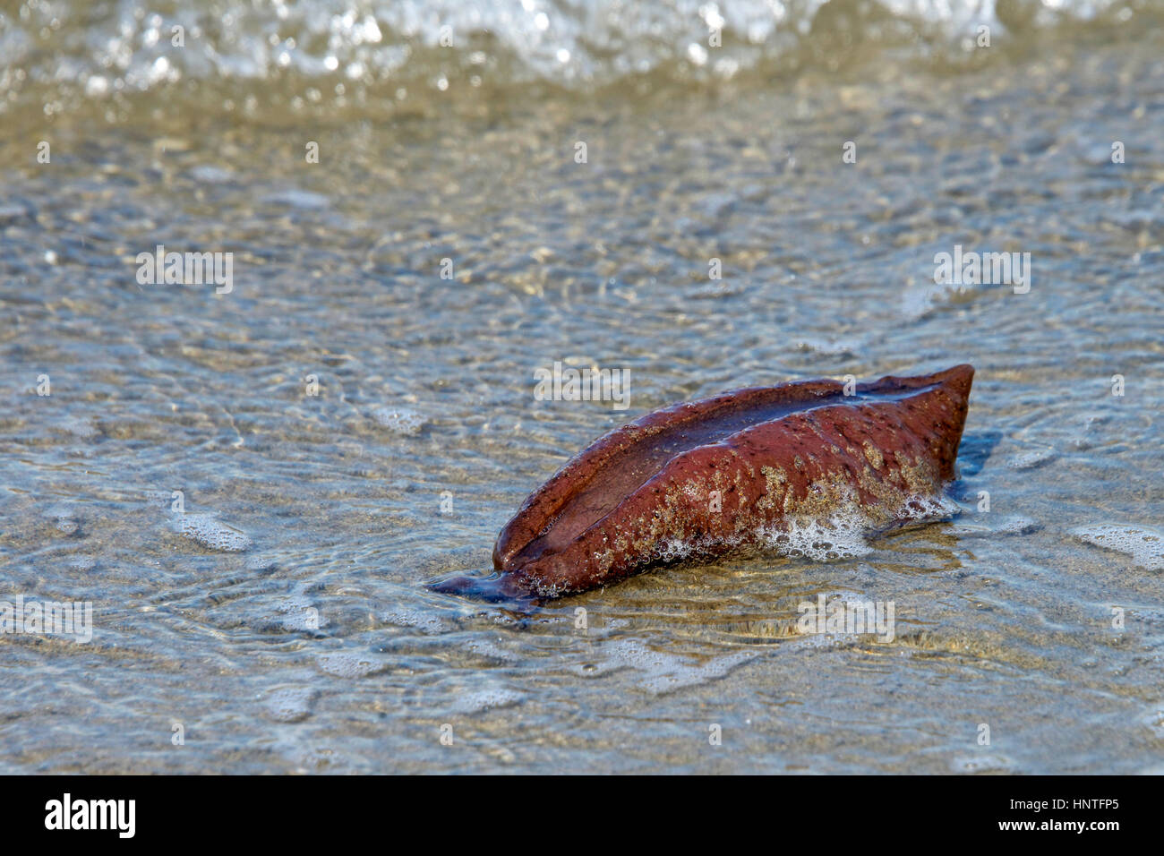 The life cycle of a sea hare is about one year. After they lay eggs, they die. So many washed up on the shores of San Francisco this year, people call Stock Photo