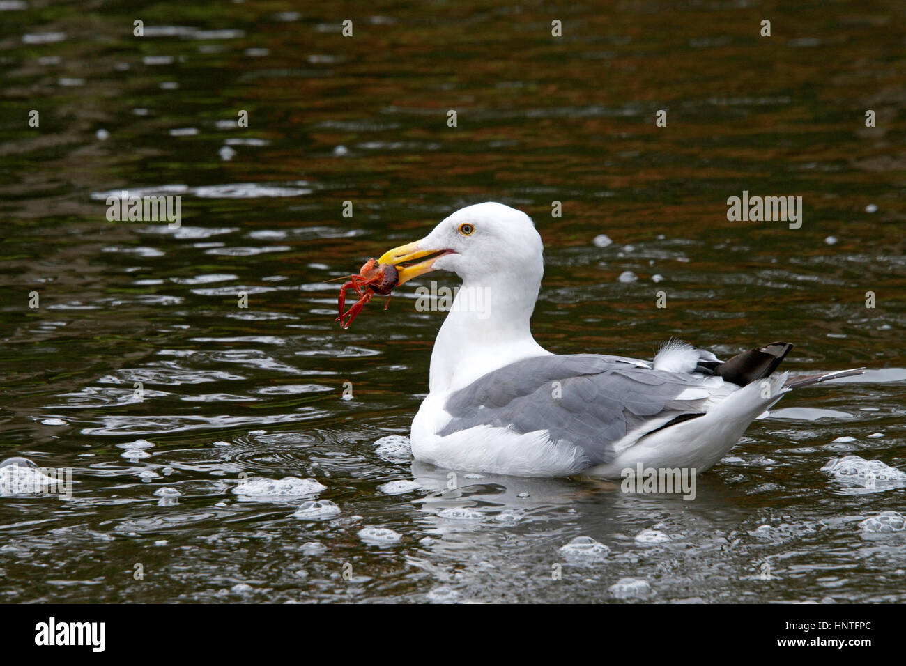 California Gull caught crawdad swimming in lake pond Stock Photo