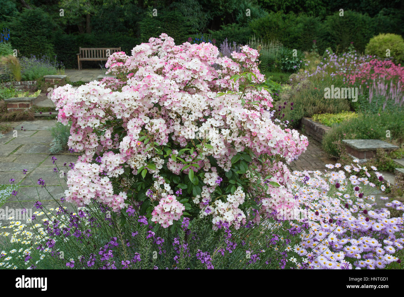 Ballerina standard rose in a garden Stock Photo - Alamy