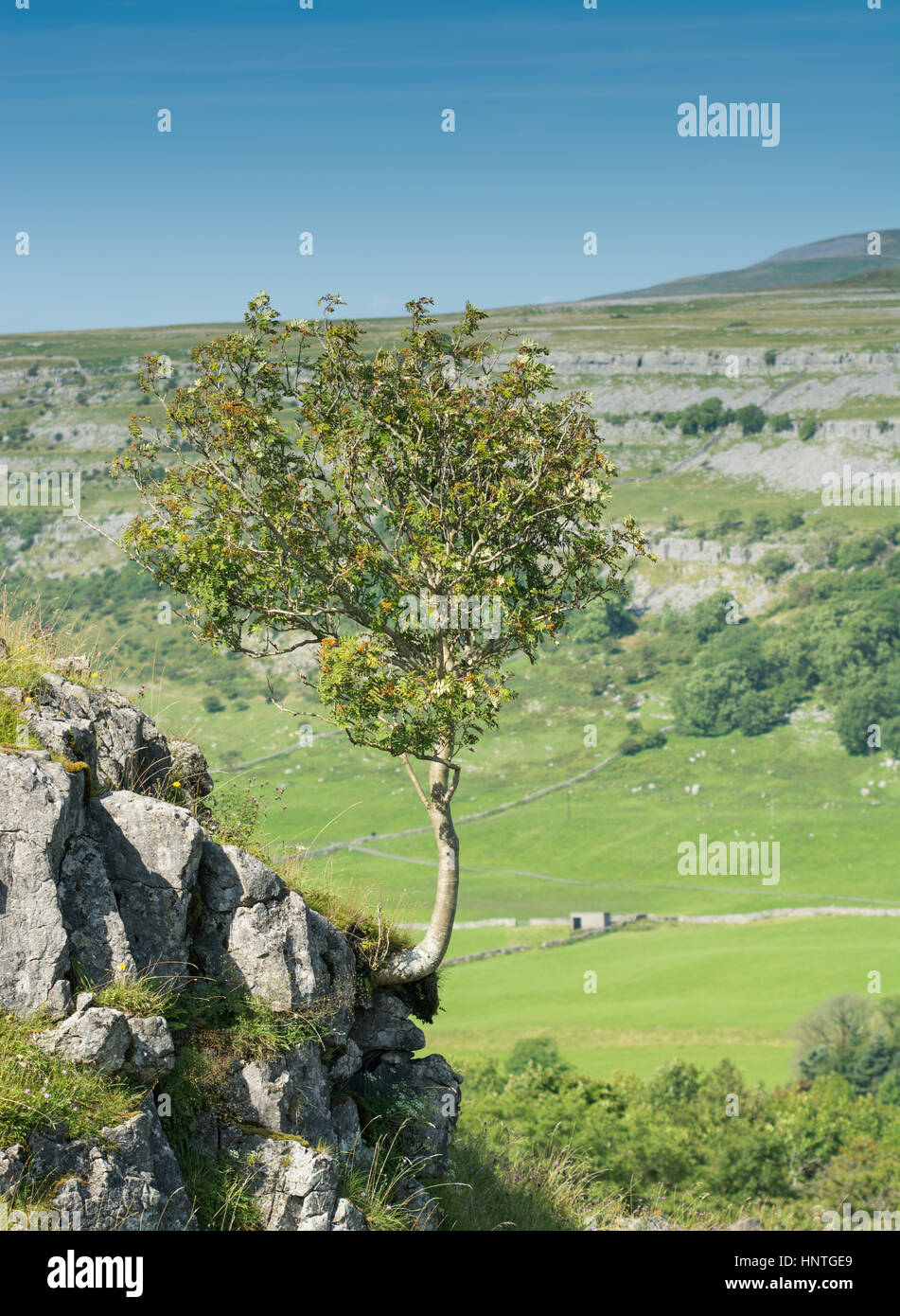 Rowen tree growing out of rocks Stock Photo Alamy