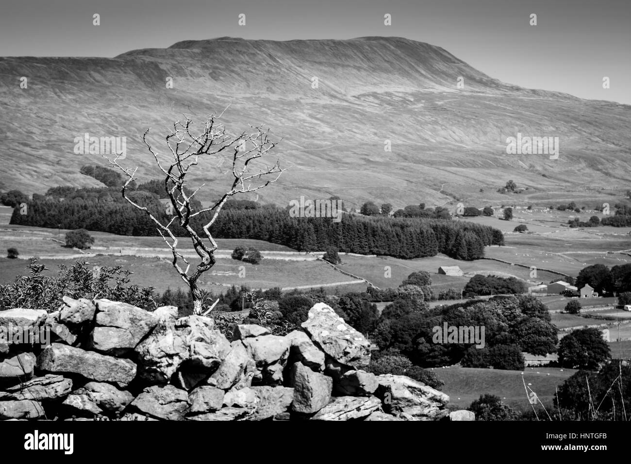 Whernside and dead tree in black and white Stock Photo