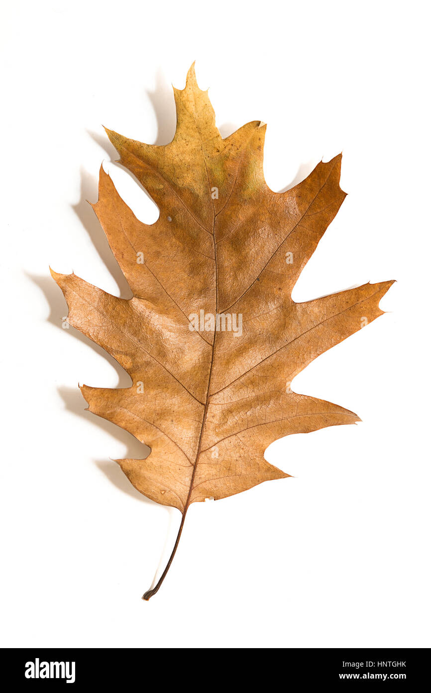 One dry fallen oak leaf hi-res stock photography and images - Alamy
