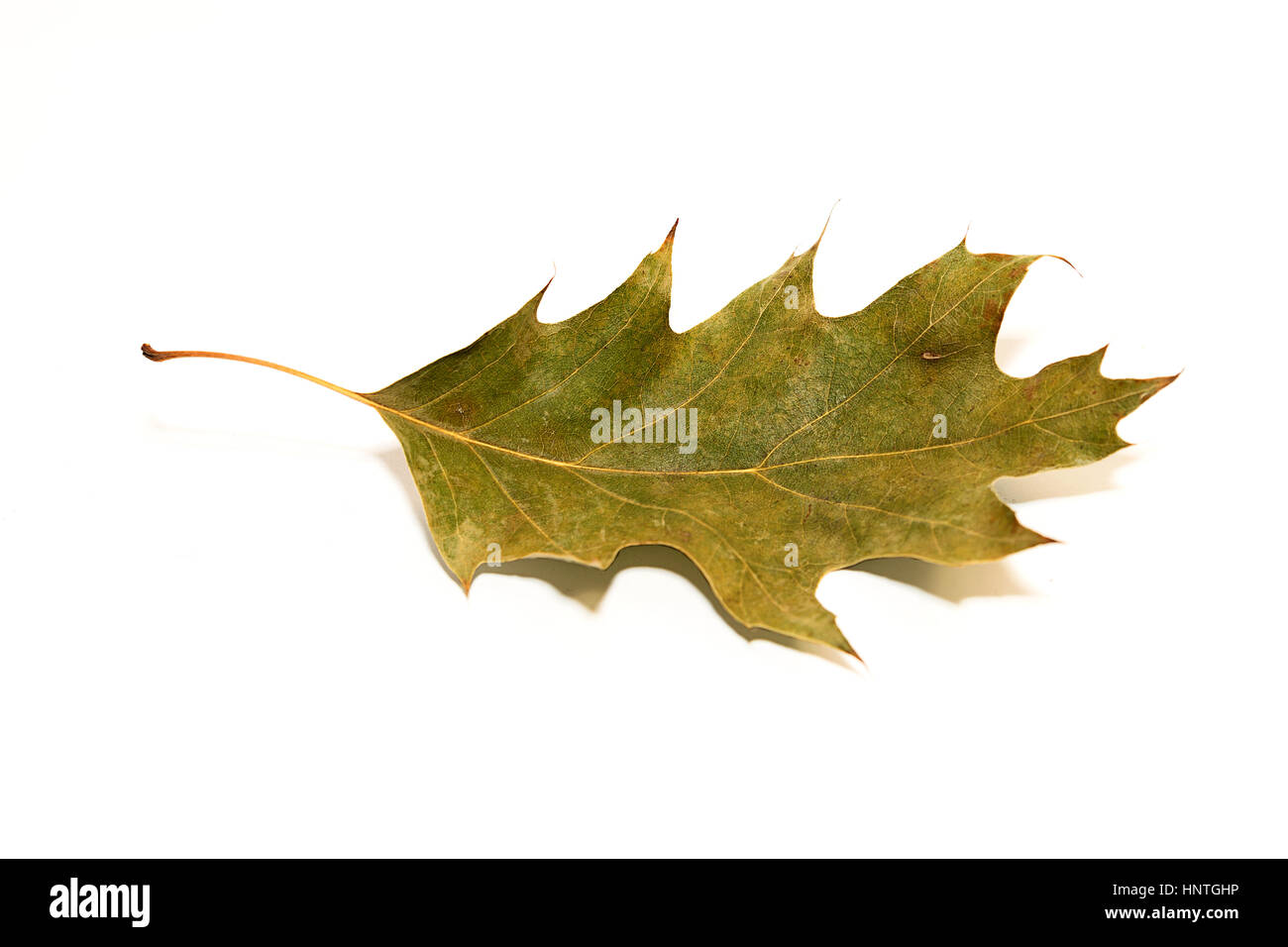 One dry fallen oak leaf hi-res stock photography and images - Alamy