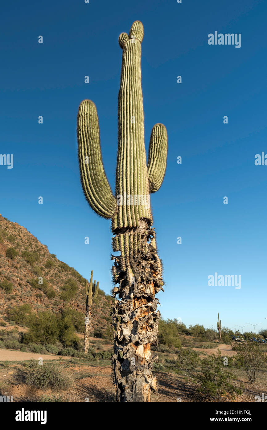 Damaged cactus hires stock photography and images Alamy