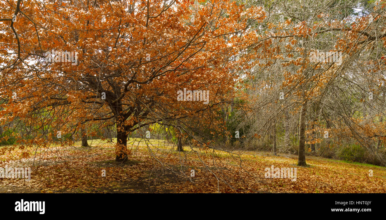Autumn forest in the Mount Lofty Botanic Garden, Adelaide, South Australia, Australia. Stock Photo