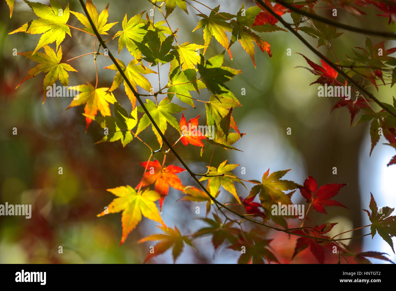 Autumn forest in the Mount Lofty Botanic Garden, Adelaide, South Australia, Australia. Stock Photo