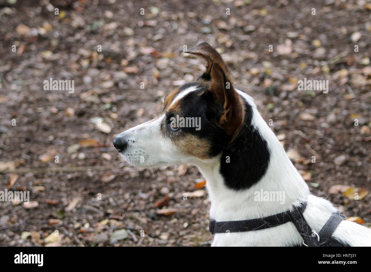 Dog in the woods Stock Photo - Alamy