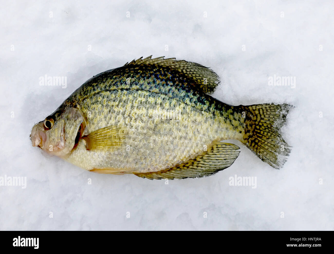 Close up of a Crappie laying on the ice of a frozen lake Stock Photo