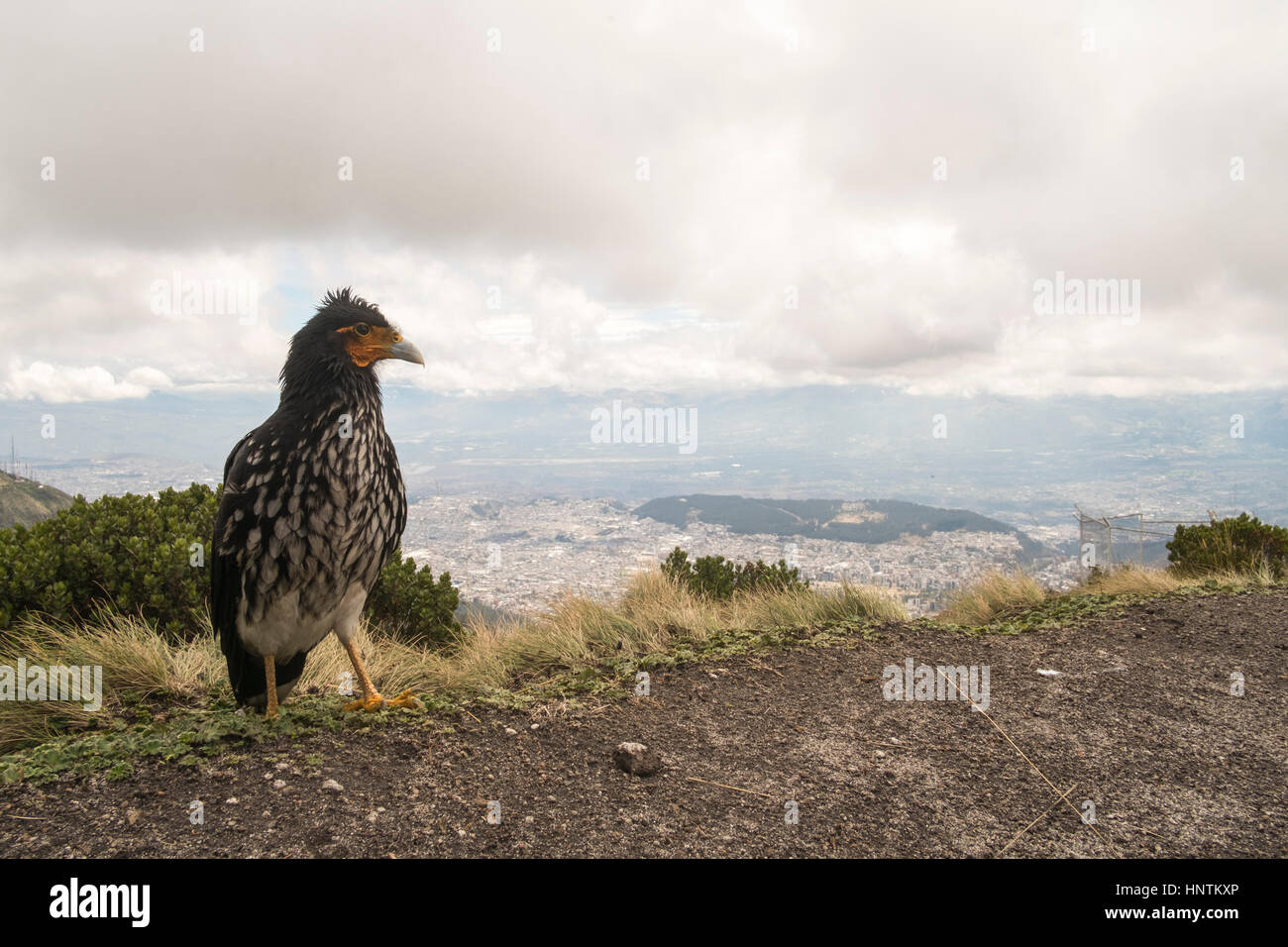 A bird on top of east side of Pichincha Volcano, Quito , Ecuador Stock Photo