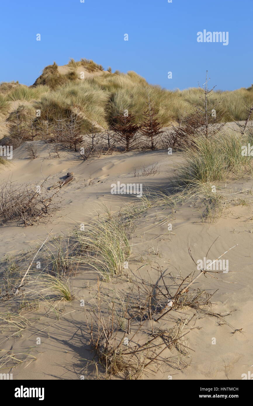 Christmas Trees prevent Sand Dune Erosion Stock Photo Alamy