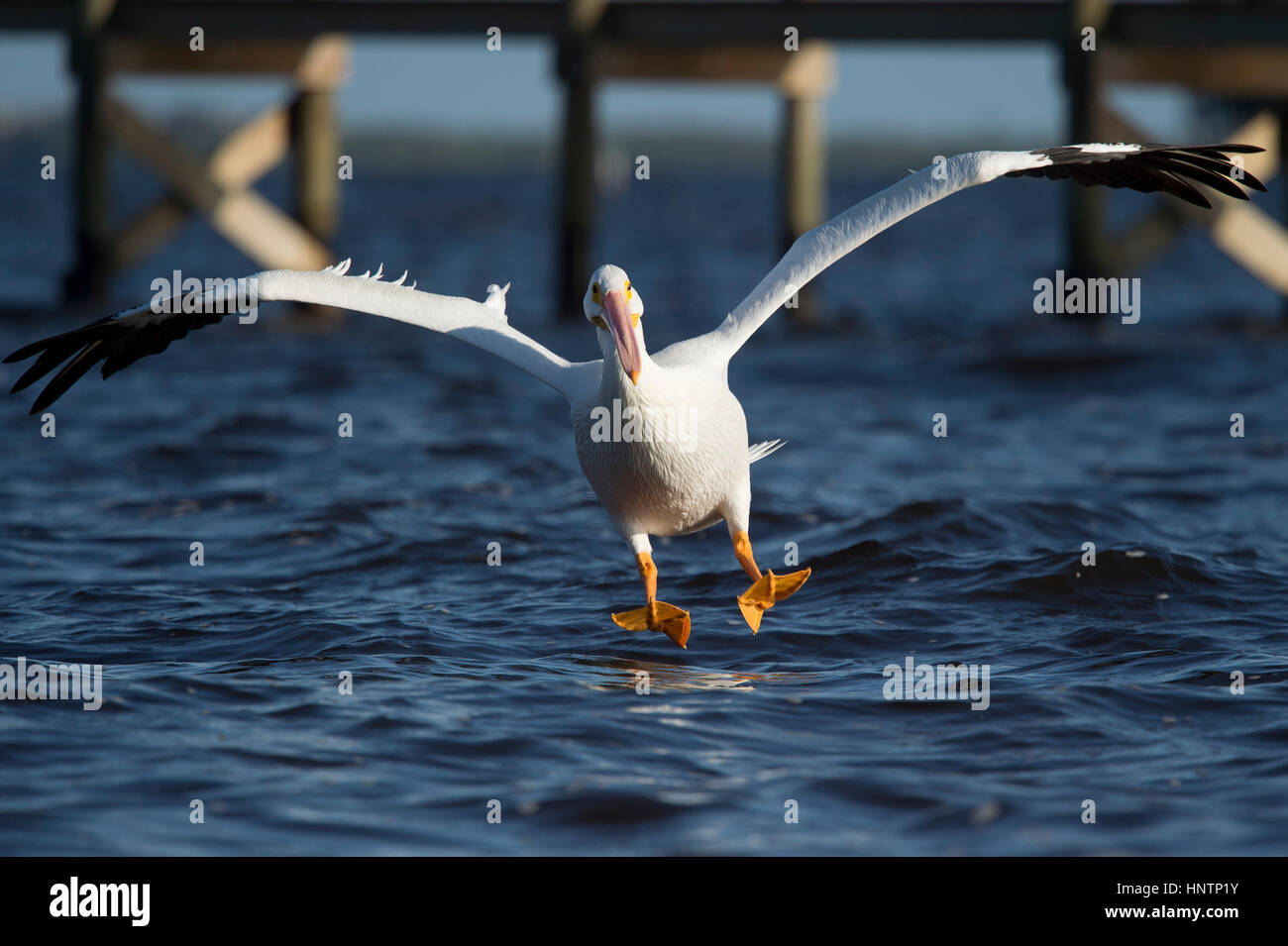 An American White Pelican landing in water with its wings spread out and its large orange feet sticking out on a sunny day. Stock Photo