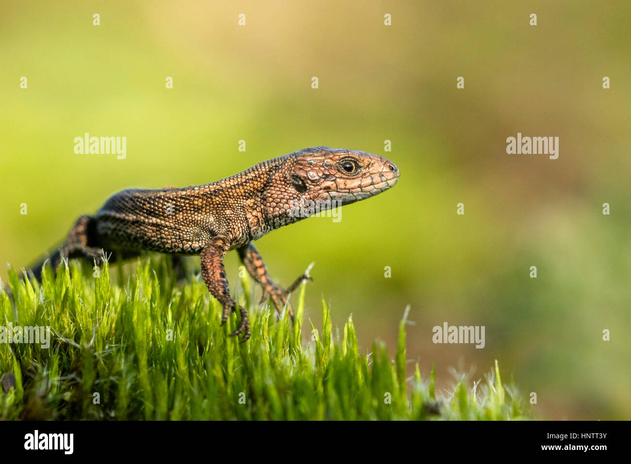 Common lizard (Zootoca vivipara) Stock Photo
