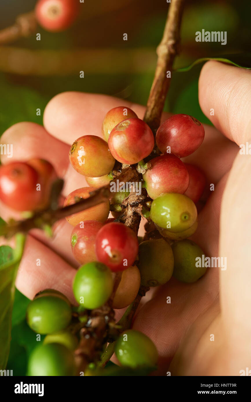 Coffee branch in farmer hand close up with unpicked coffee beans Stock Photo