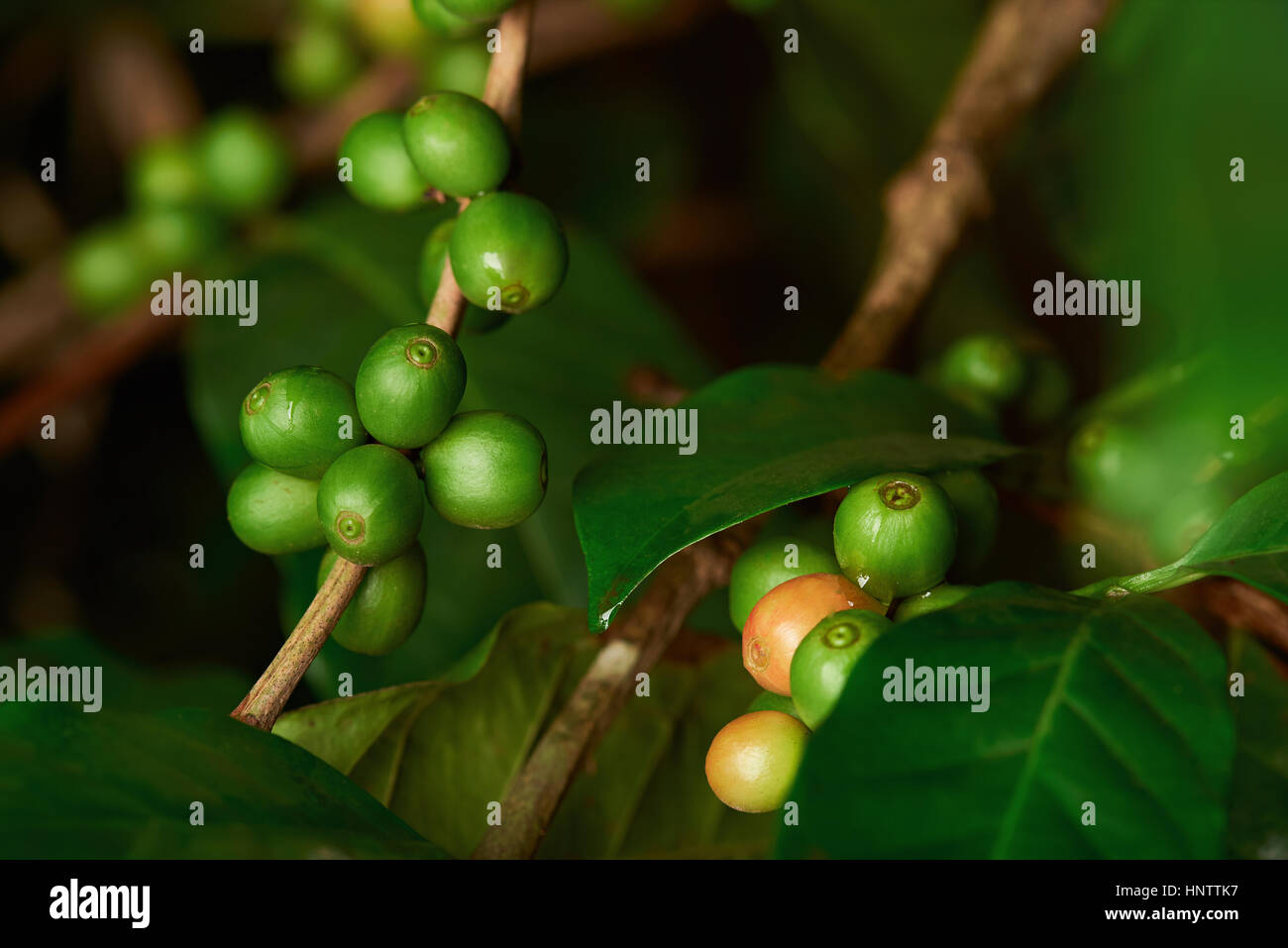 raw green coffee beans closeup on tree branch Stock Photo Alamy