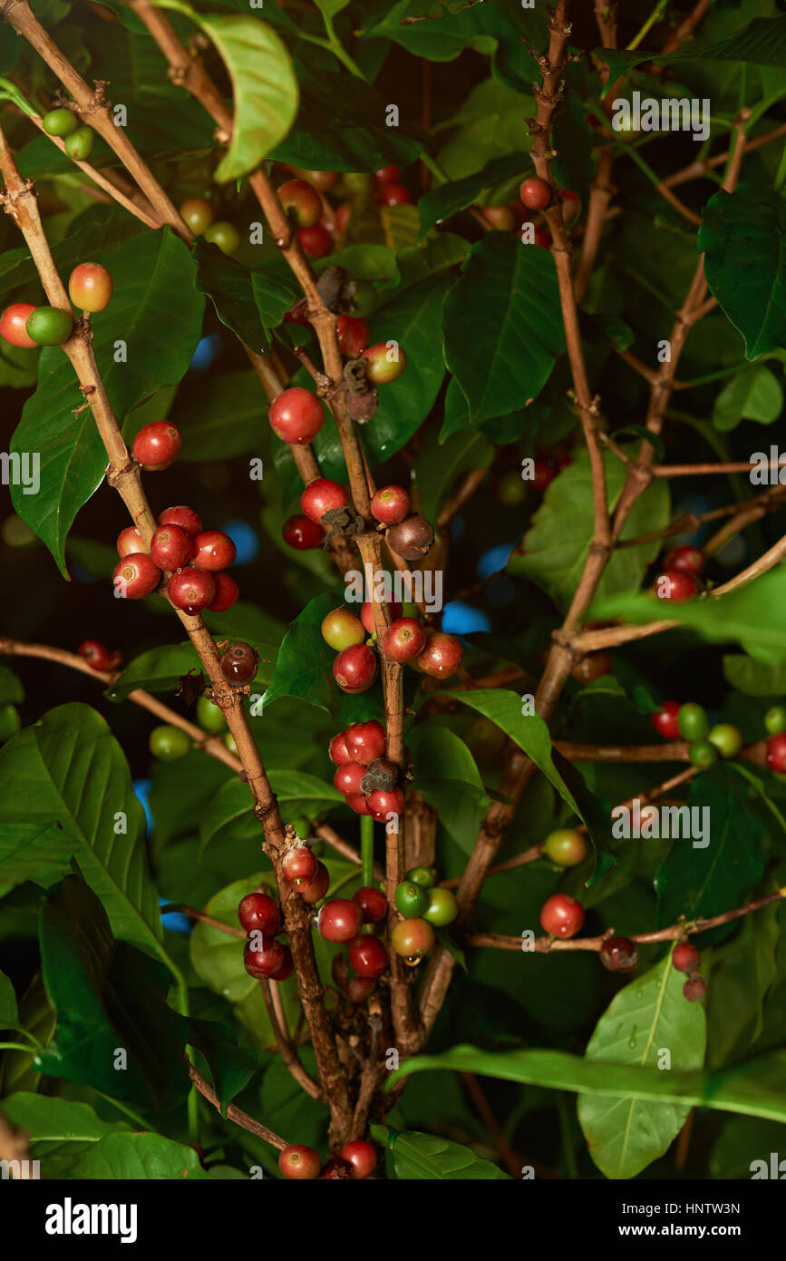 Red and green raw coffee beans on farmer plantation  tree Stock Photo