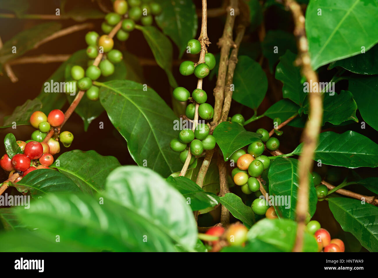 Unpicked red and green  coffee raw beans on farm tree Stock Photo